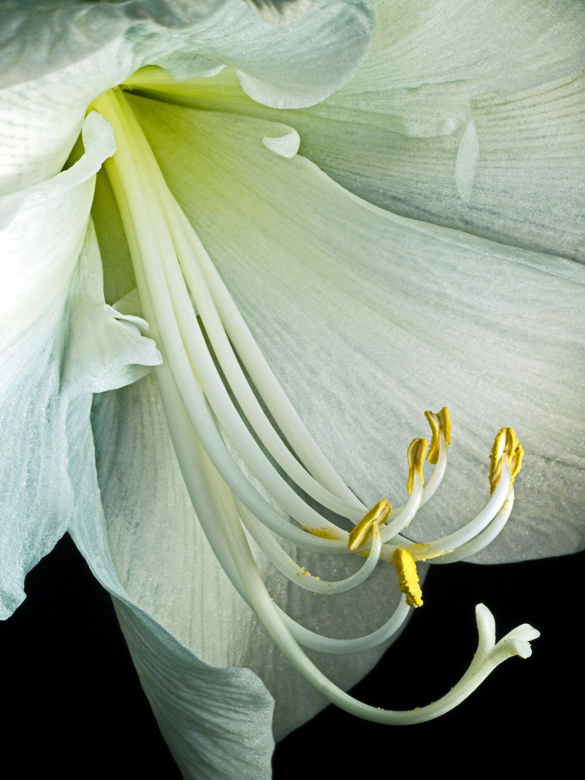 Hippeastrum af Pauline Snoeijs