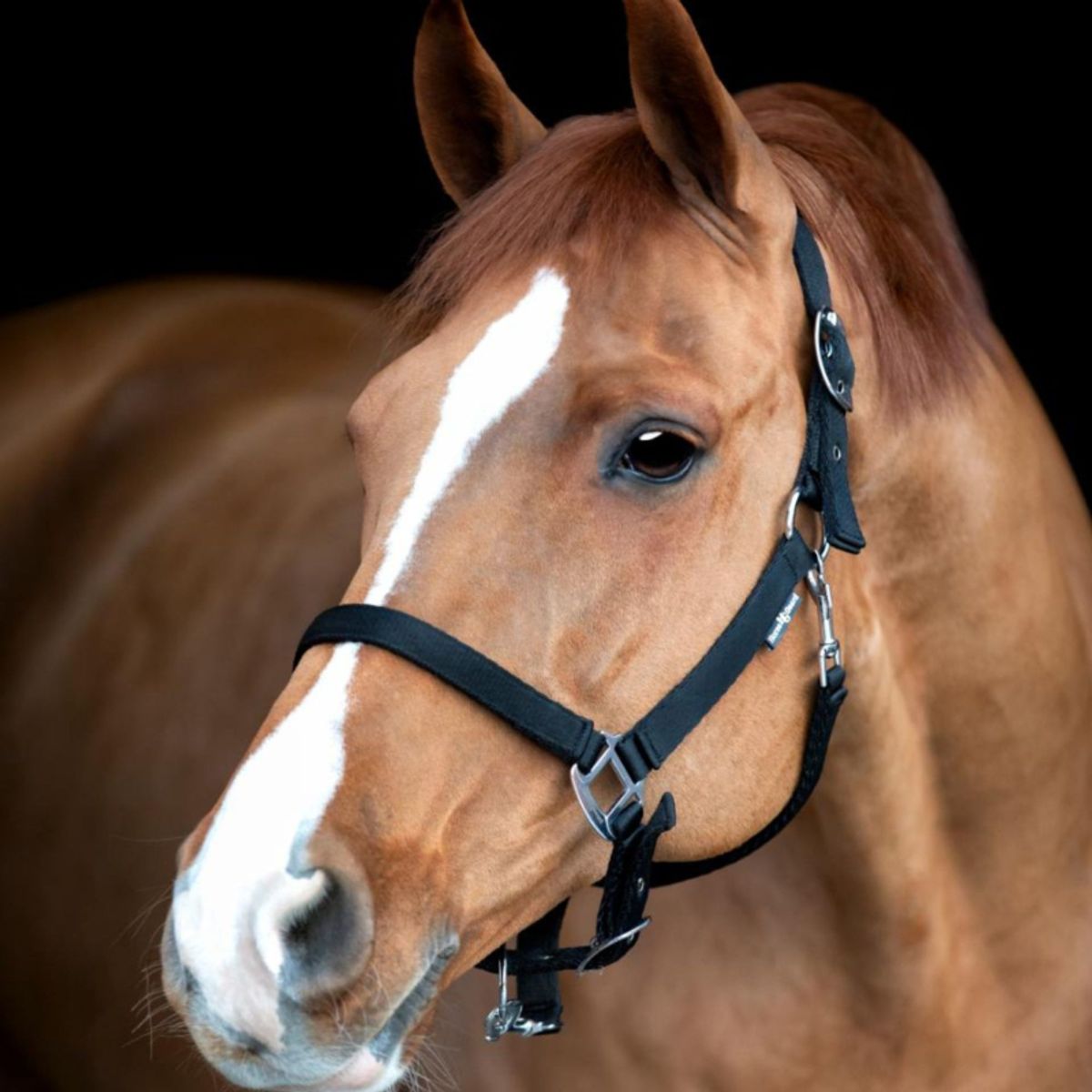 HorseGuard Grooming grime