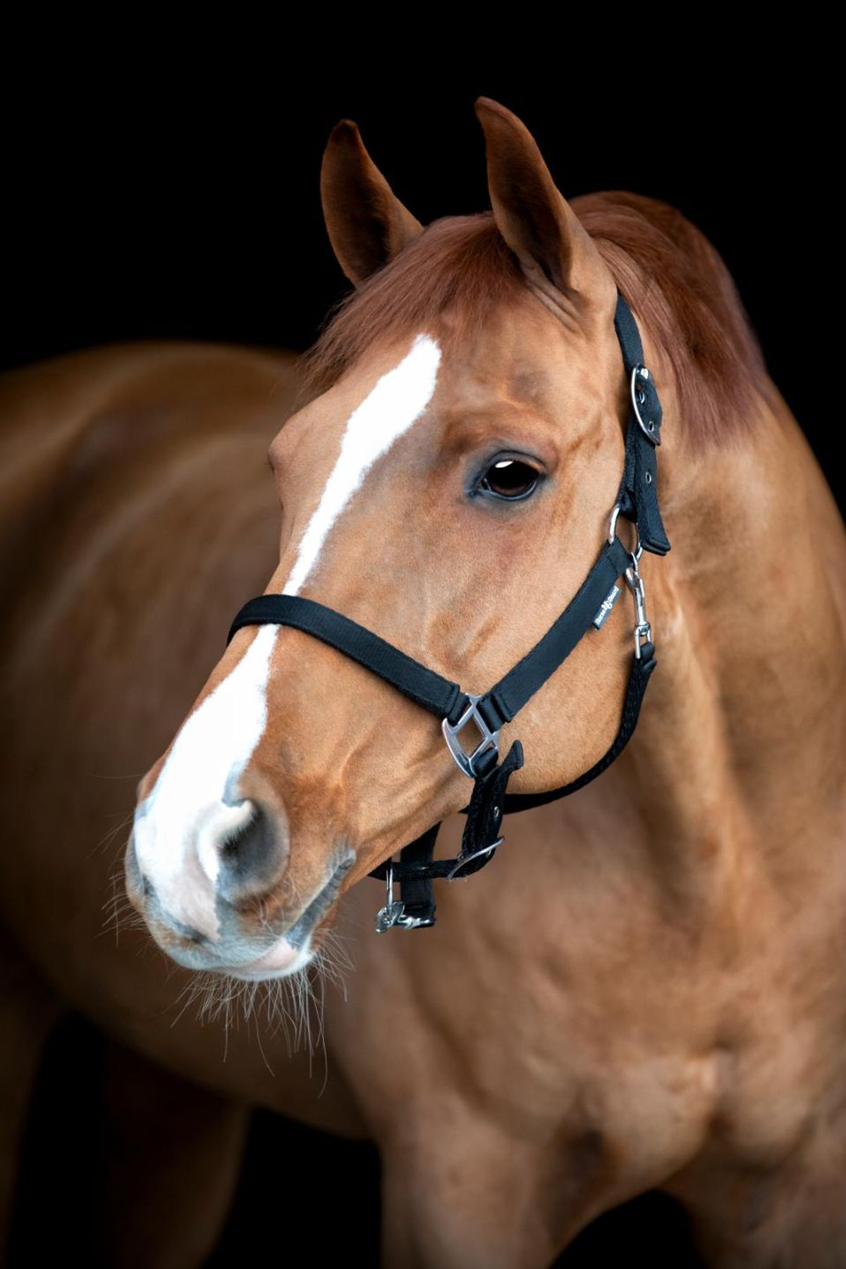 HorseGuard Saby Grooming Grime - COB