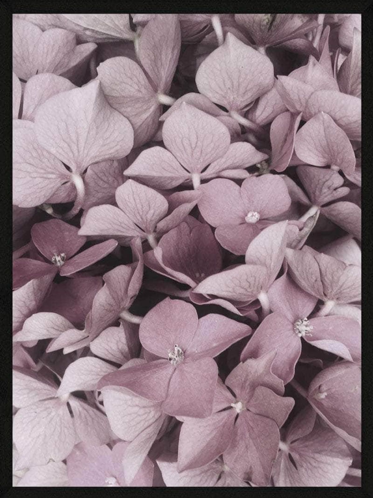 Hortensia plakat