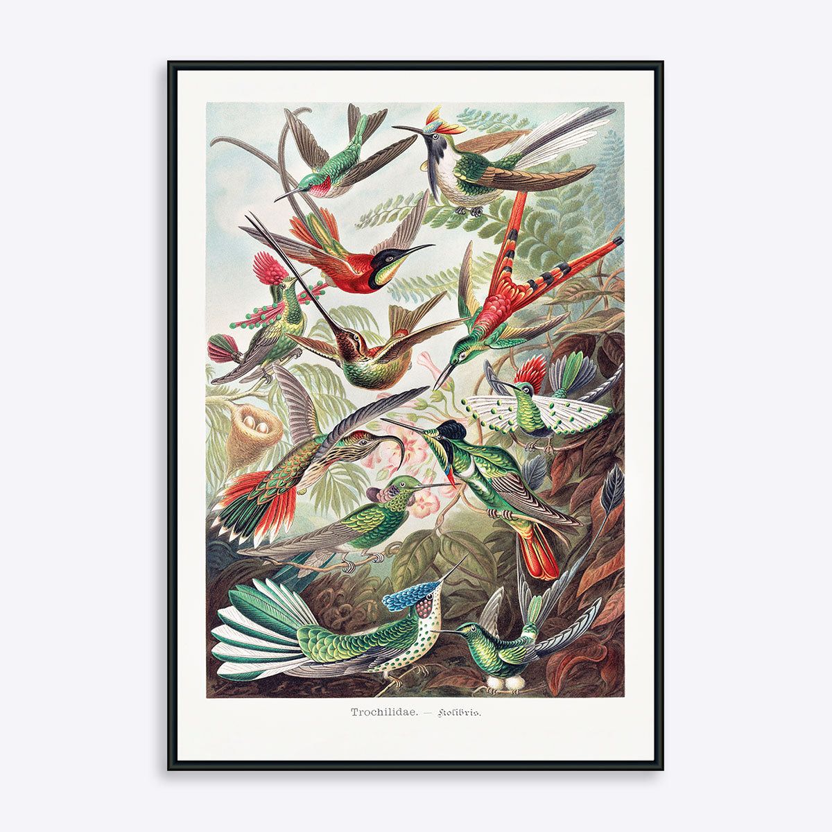 Hummingbirds - 50x70 cm