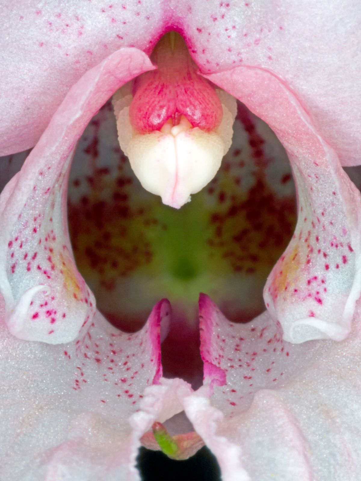 Impatiens Glandulifera af Pauline Snoeijs