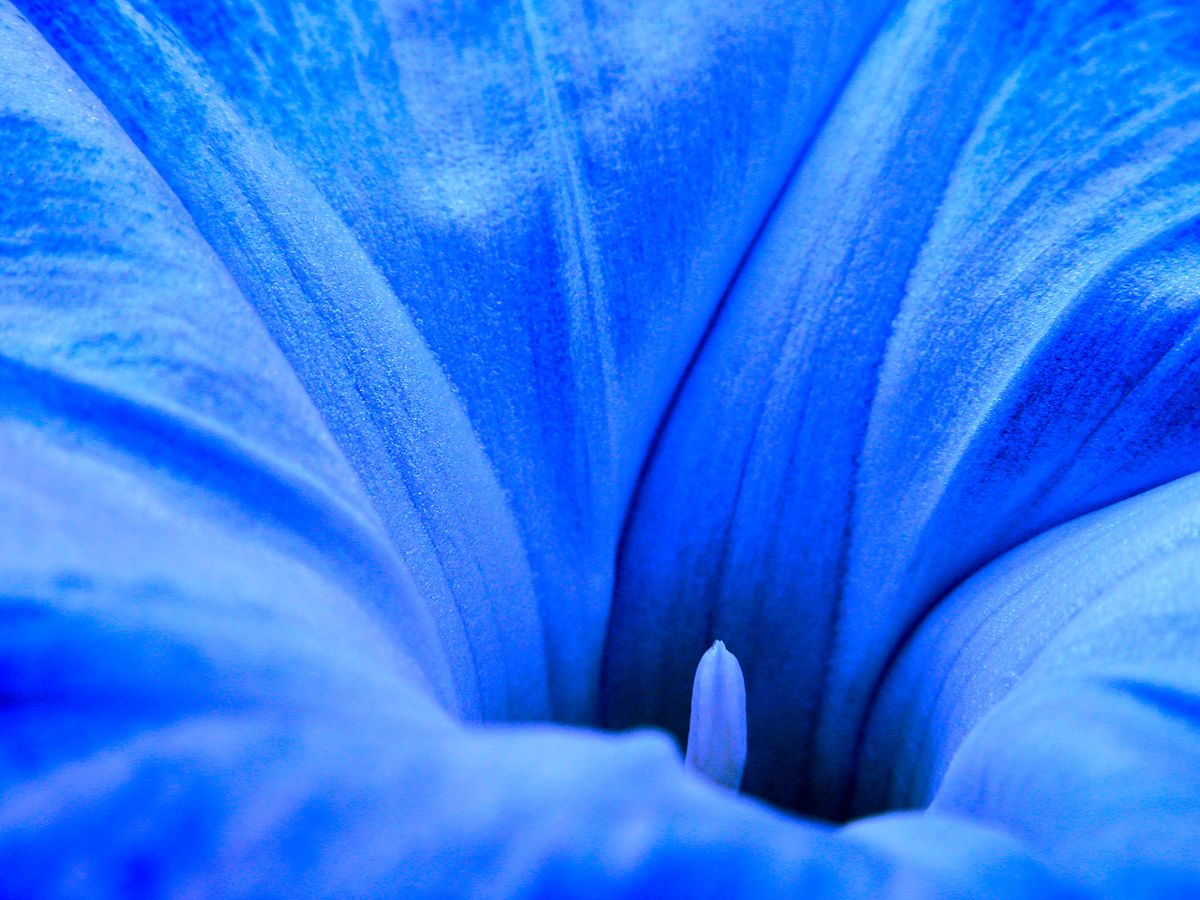 Ipomoea Tricolor af Pauline Snoeijs