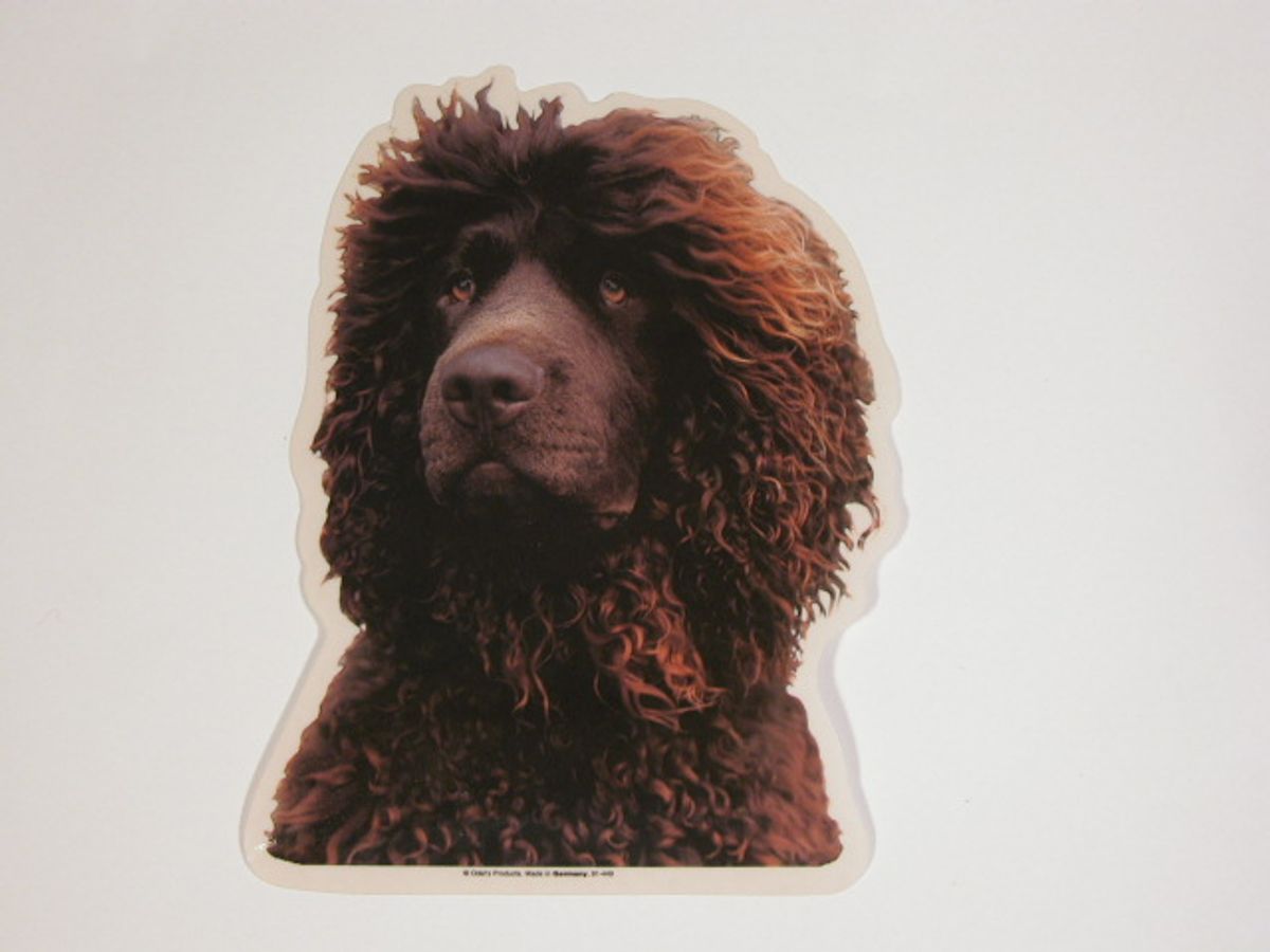 Irish Water Spaniel, hv. Vælg: klistermærke, nøglering, broche, slipsenål, mm.