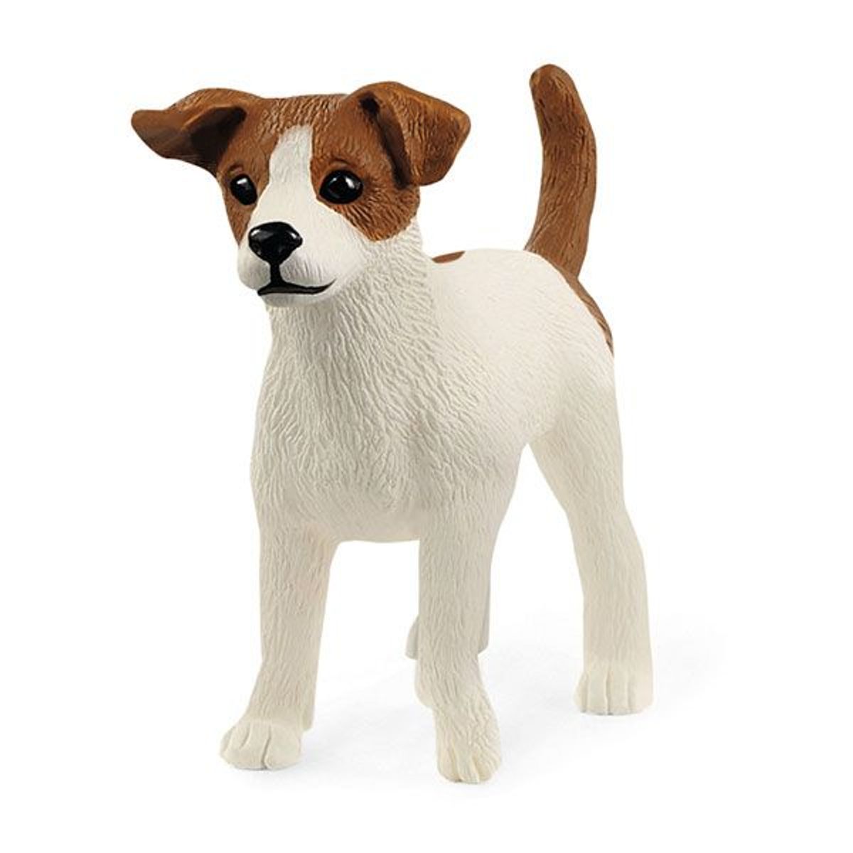 Jack Russell-Terrier