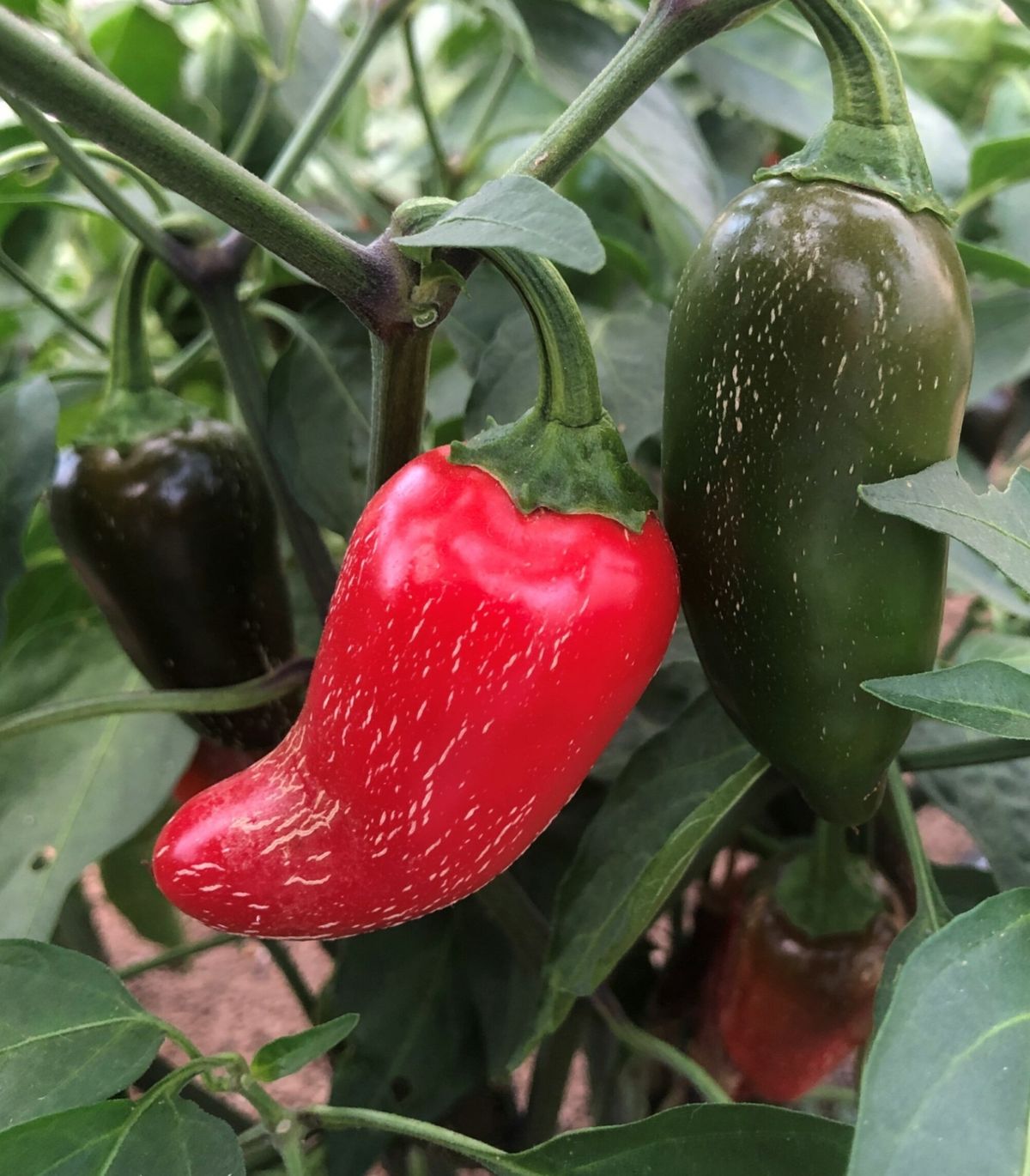 Jalapeno Early