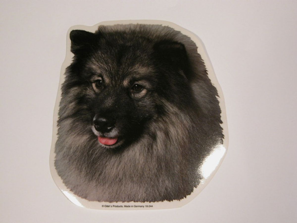 Keeshond, hv. Vælg: klistermærke, nøglering, broche, slipsenål, mm.