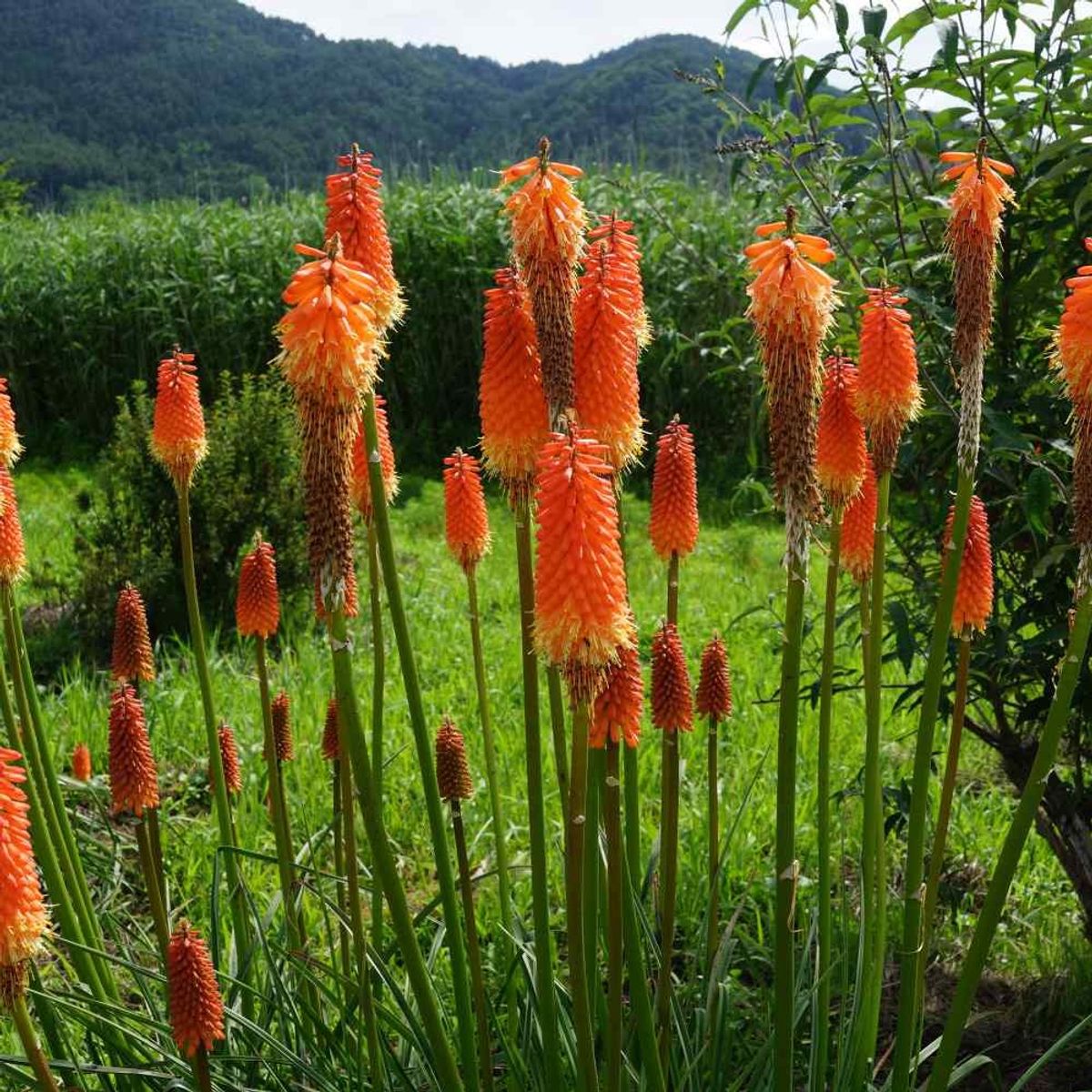 Kniphofia Fakkel Lilje