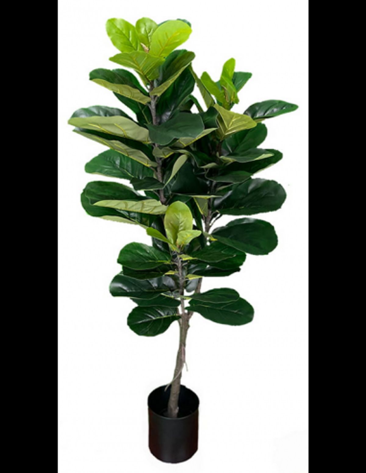 Kunstig Ficus plante H150 cm - Grøn