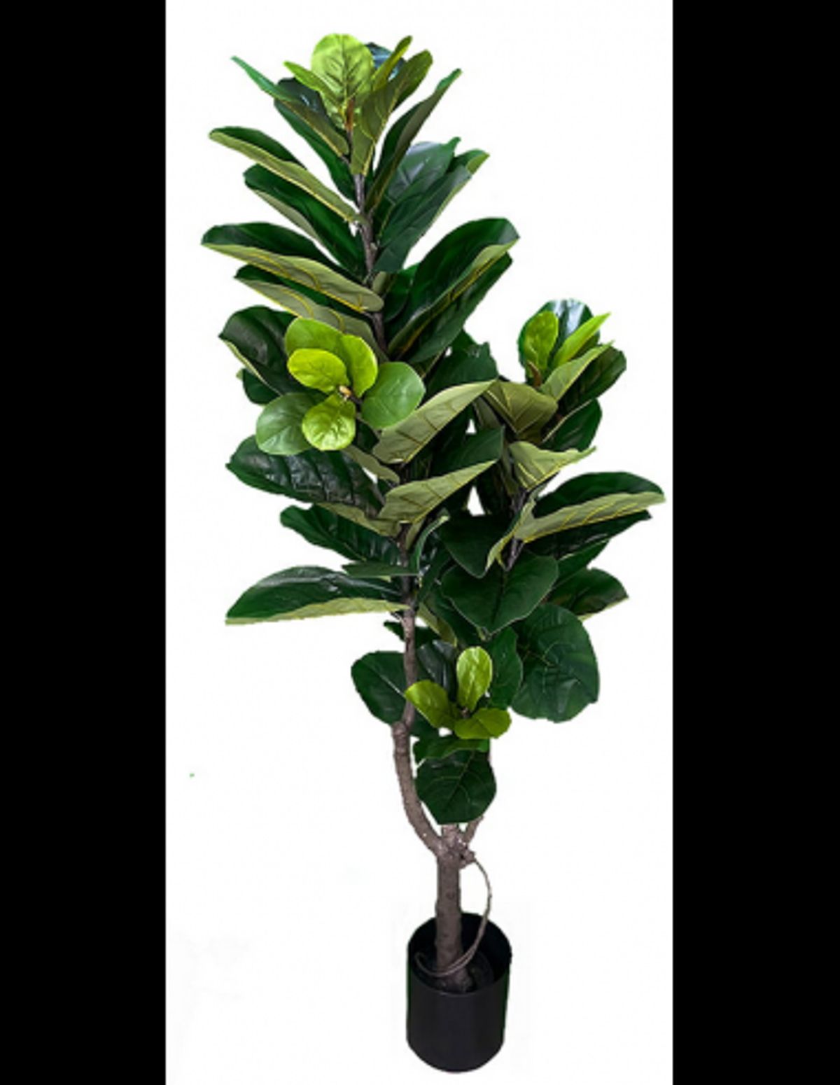 Kunstig Ficus plante H180 cm - Grøn