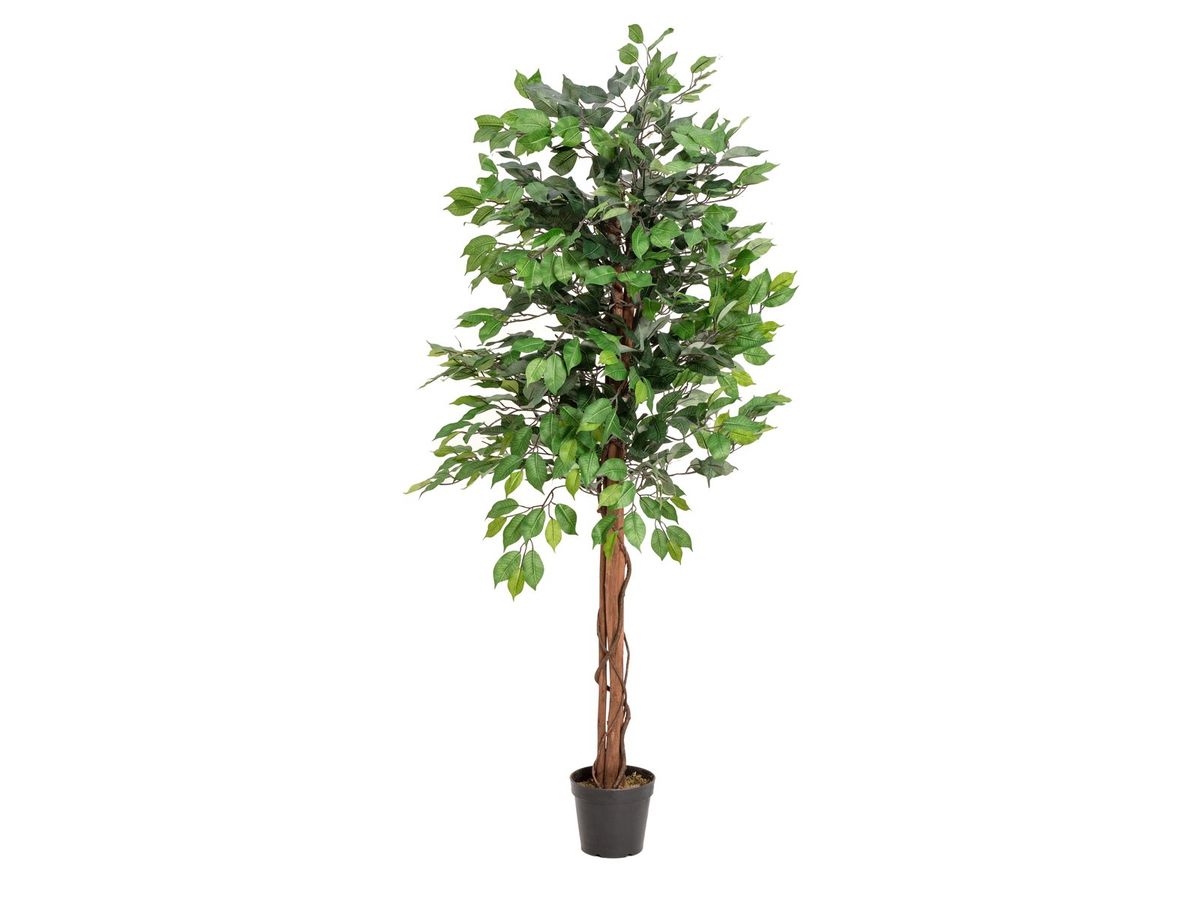 Kunstig Ficus træ (flere stammer) 150 cm