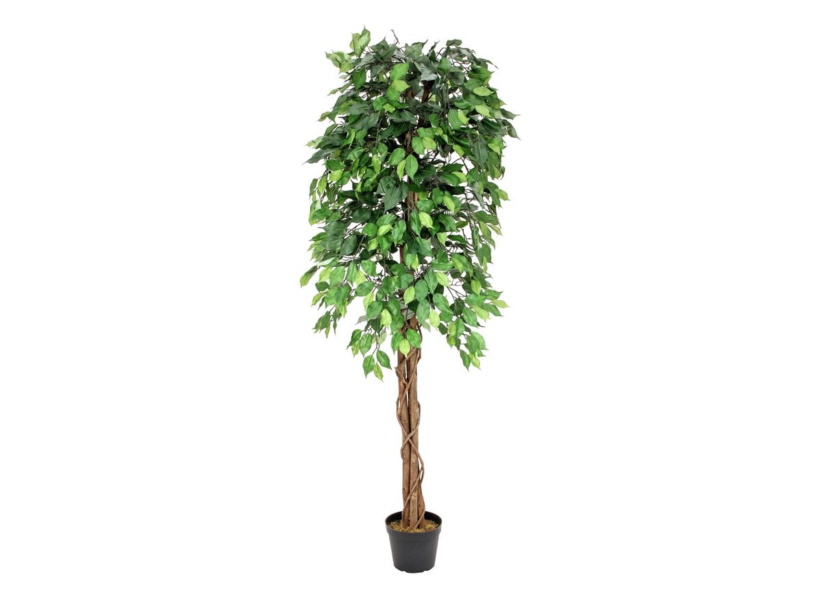 Kunstig Ficus Træ (Multi-Stamme) 180 cm