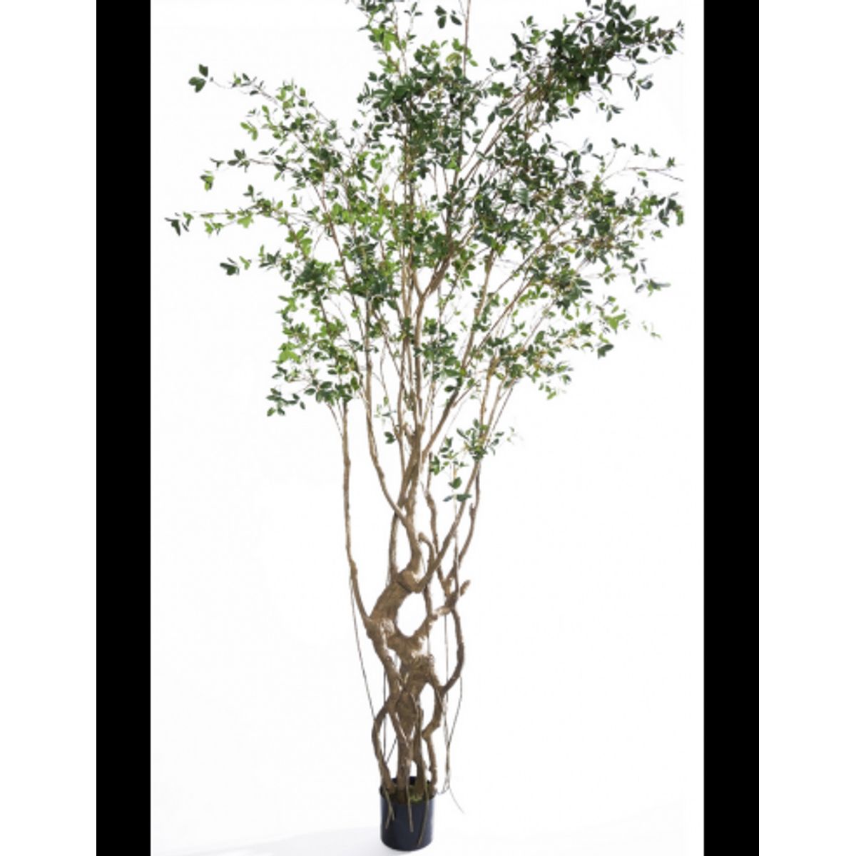 Kunstigt Microcarpa træ H300 cm