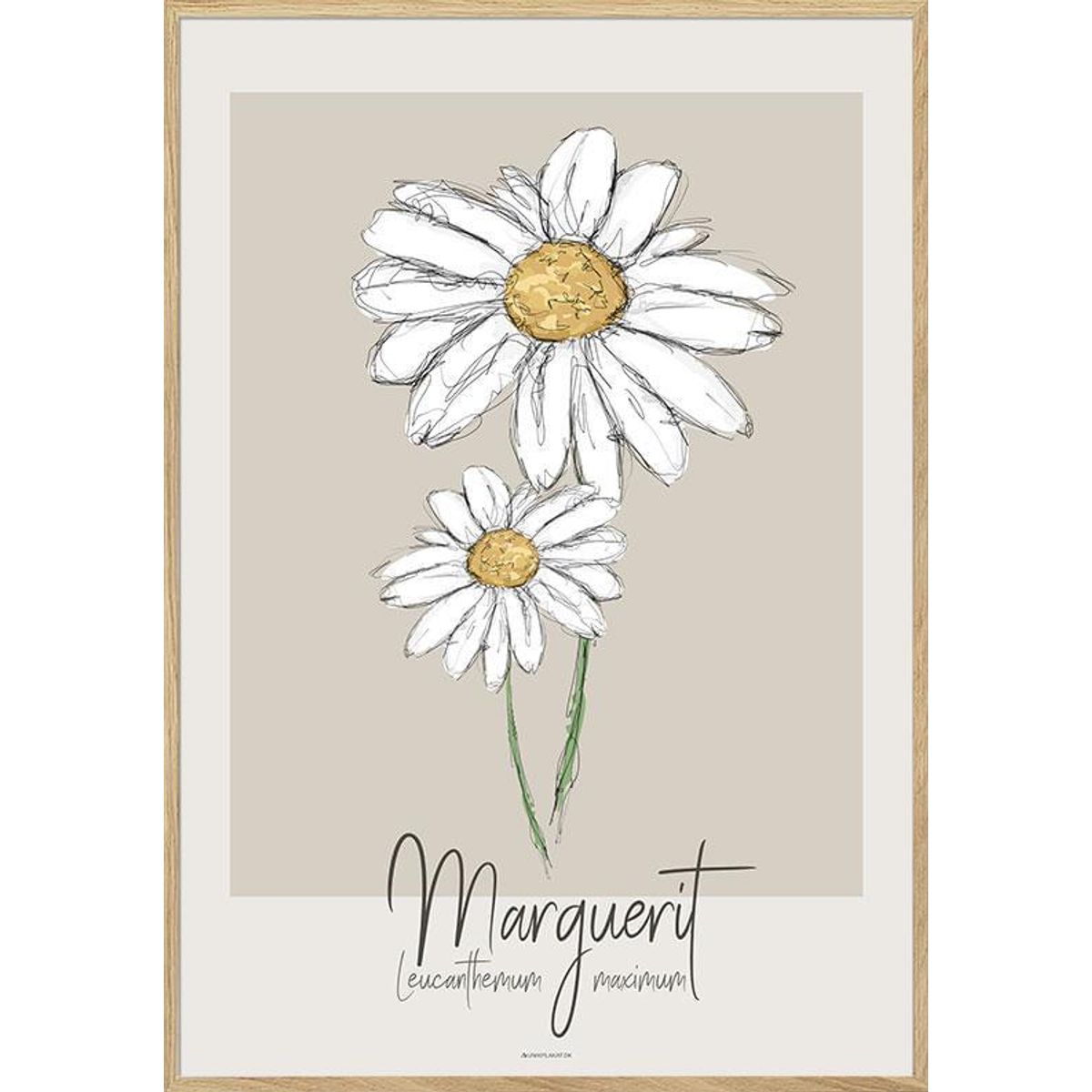 Kunstplakat - Marguerit