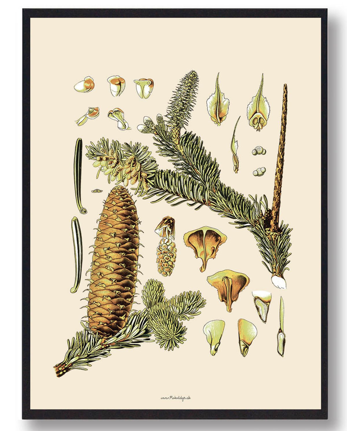 Köhler's Medizinal-Pflanzen - naturplakat (Størrelse: L - 50x70cm (B2))