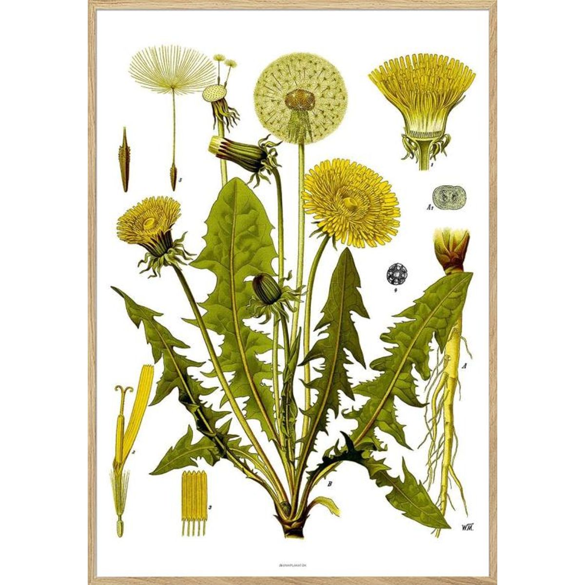 Köhlers Medizinal Pflanzen - Taraxacum Officinale - Retroplakat med mælkebøtte