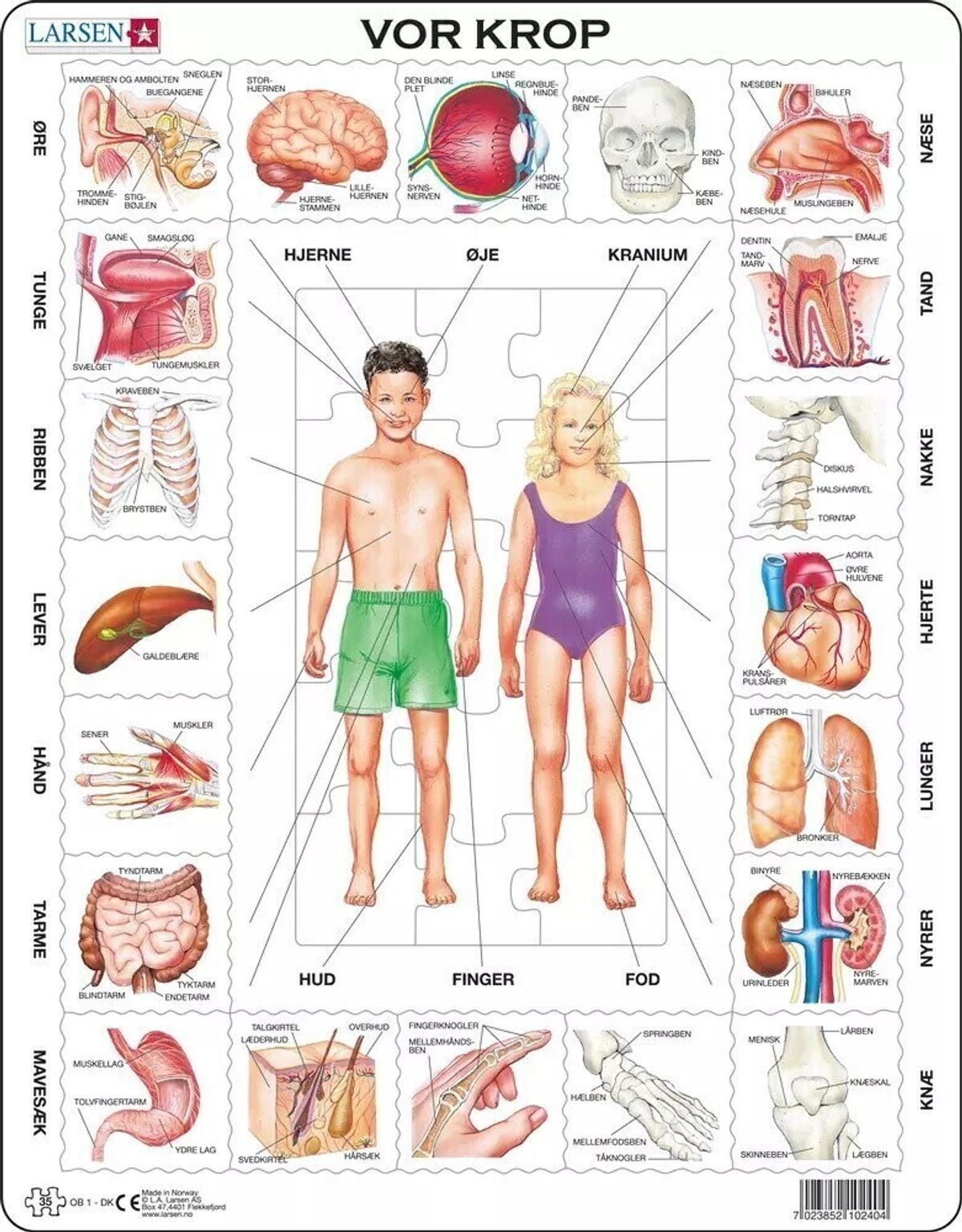Larsen Puslespil - Vores Krop - 35 Brikker
