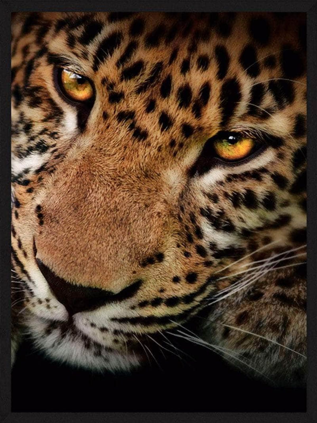 Leopard close-up - Plakat