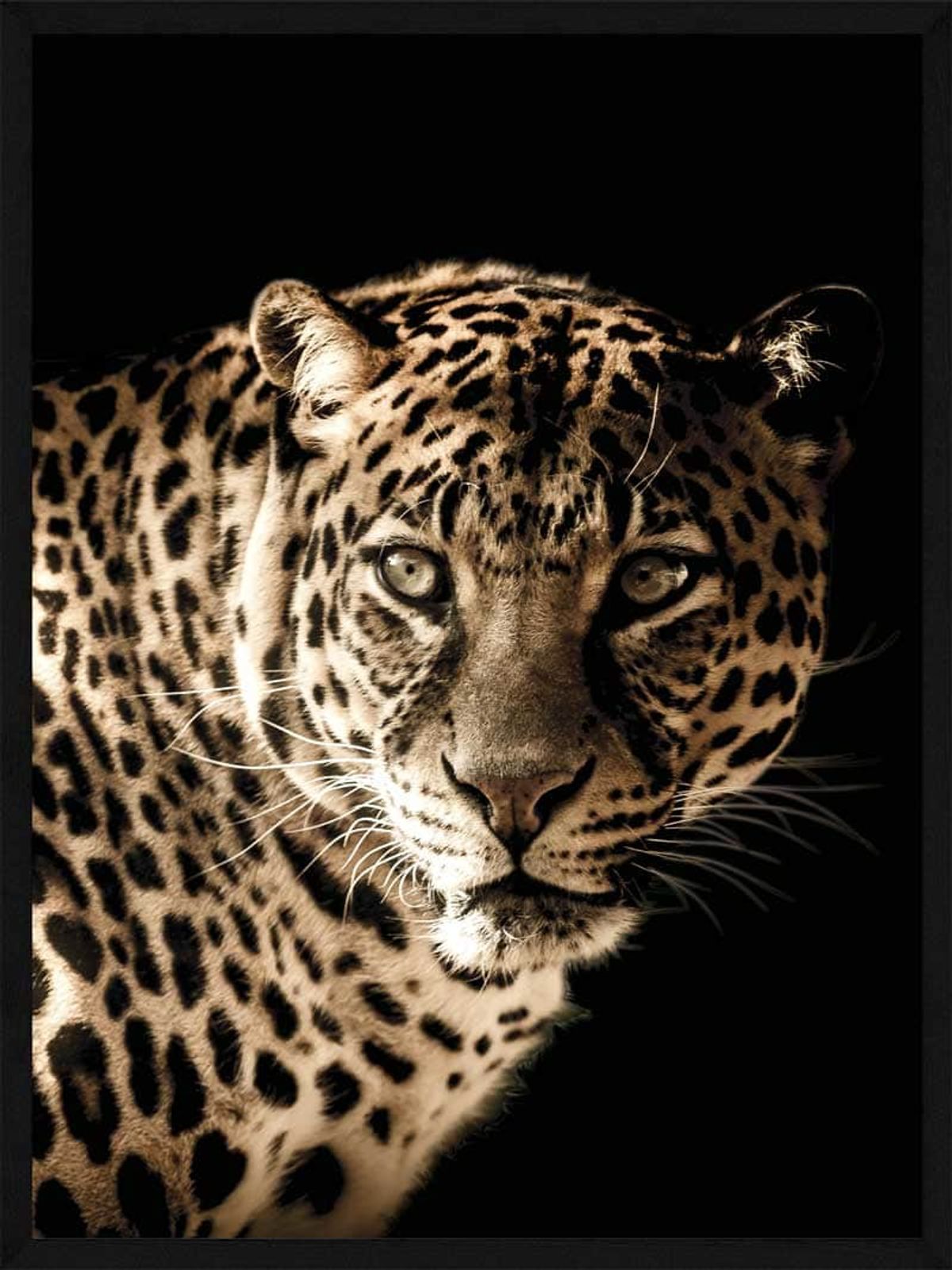 Leopard - Plakat