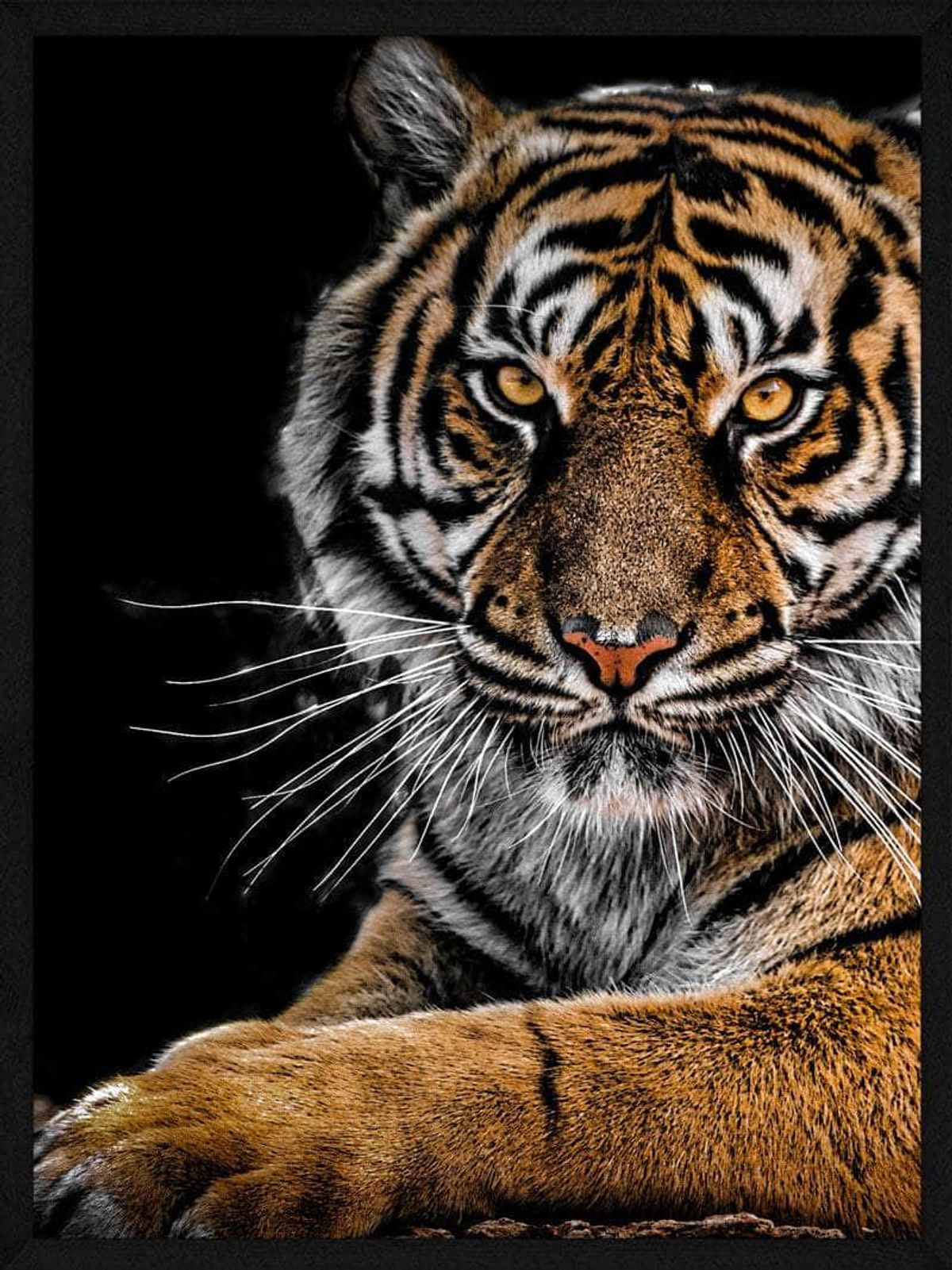 Liggende tiger - Plakat