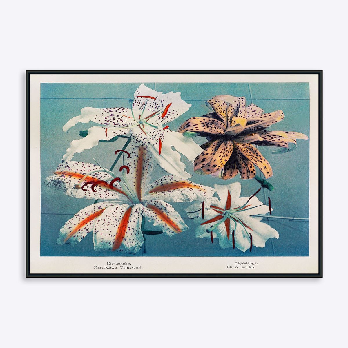 Lilies of Japan - 21x30 cm