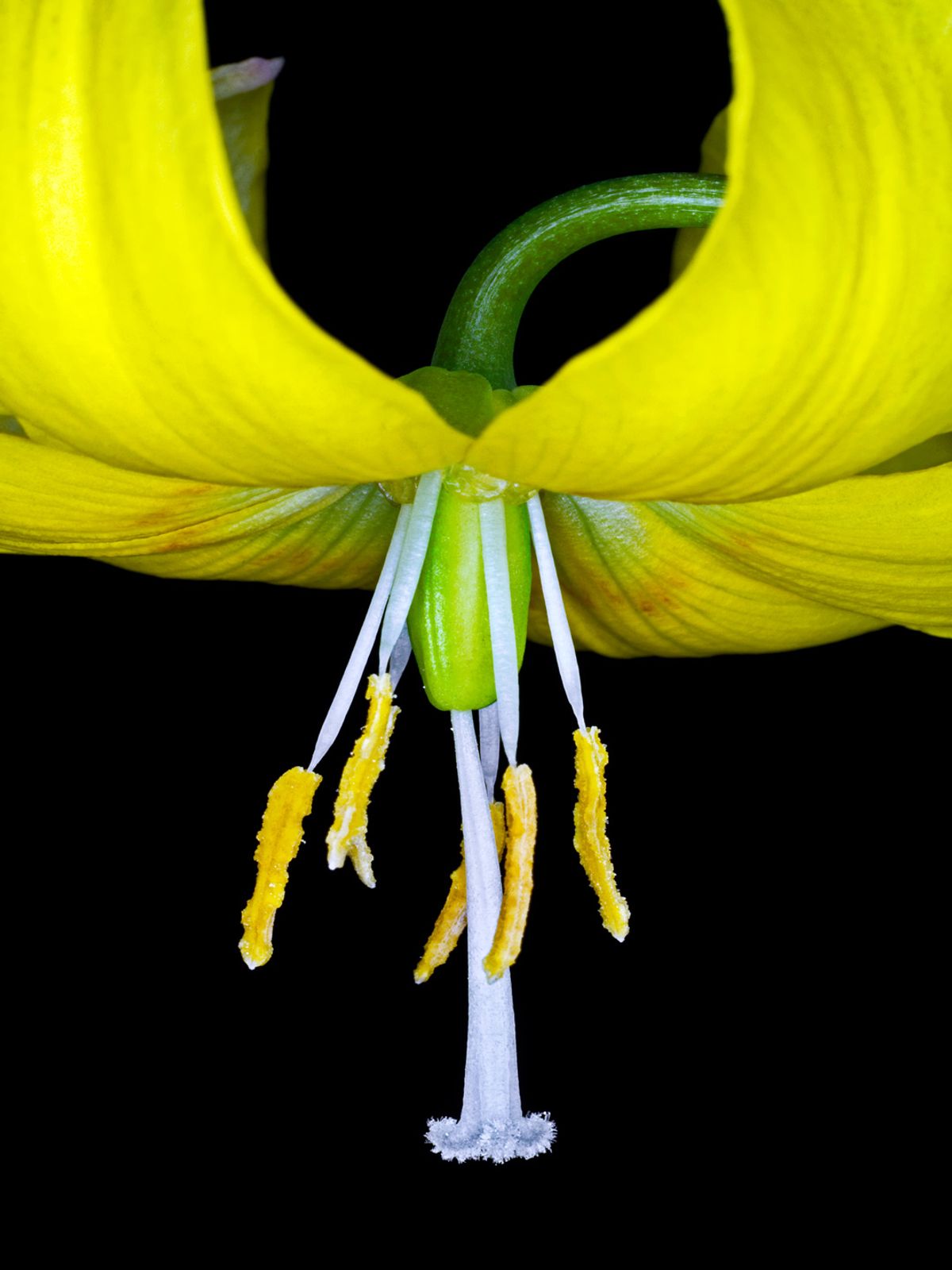 Lilium Martagon af Pauline Snoeijs