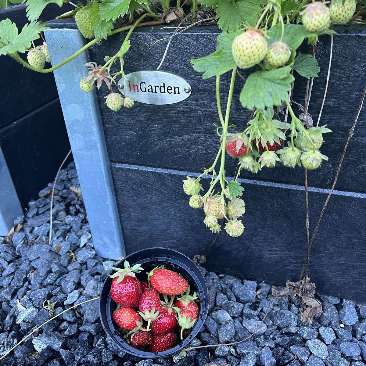 Lille Blomsterkumme Helårs