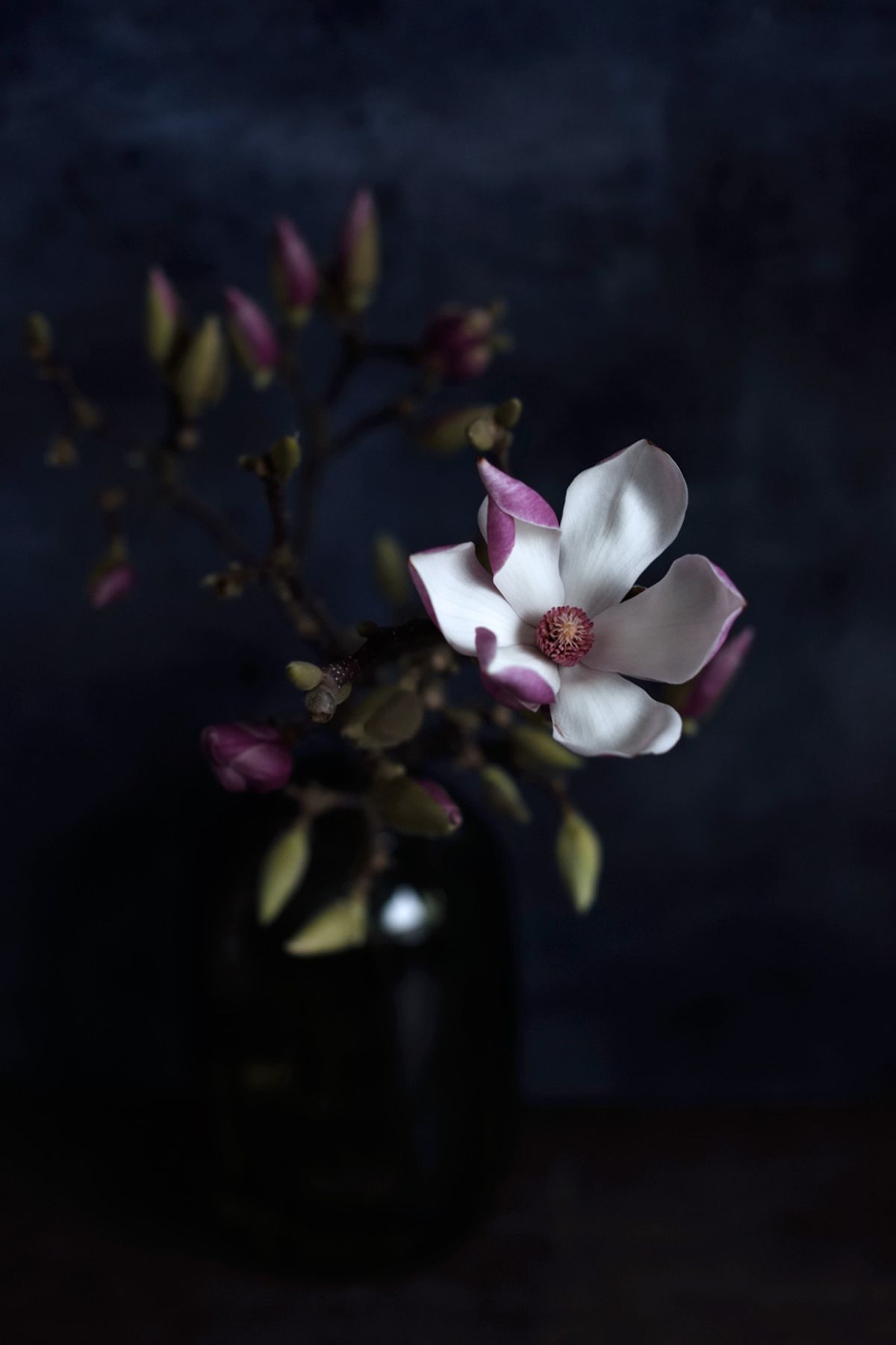 Magnolia af Diana Lovring