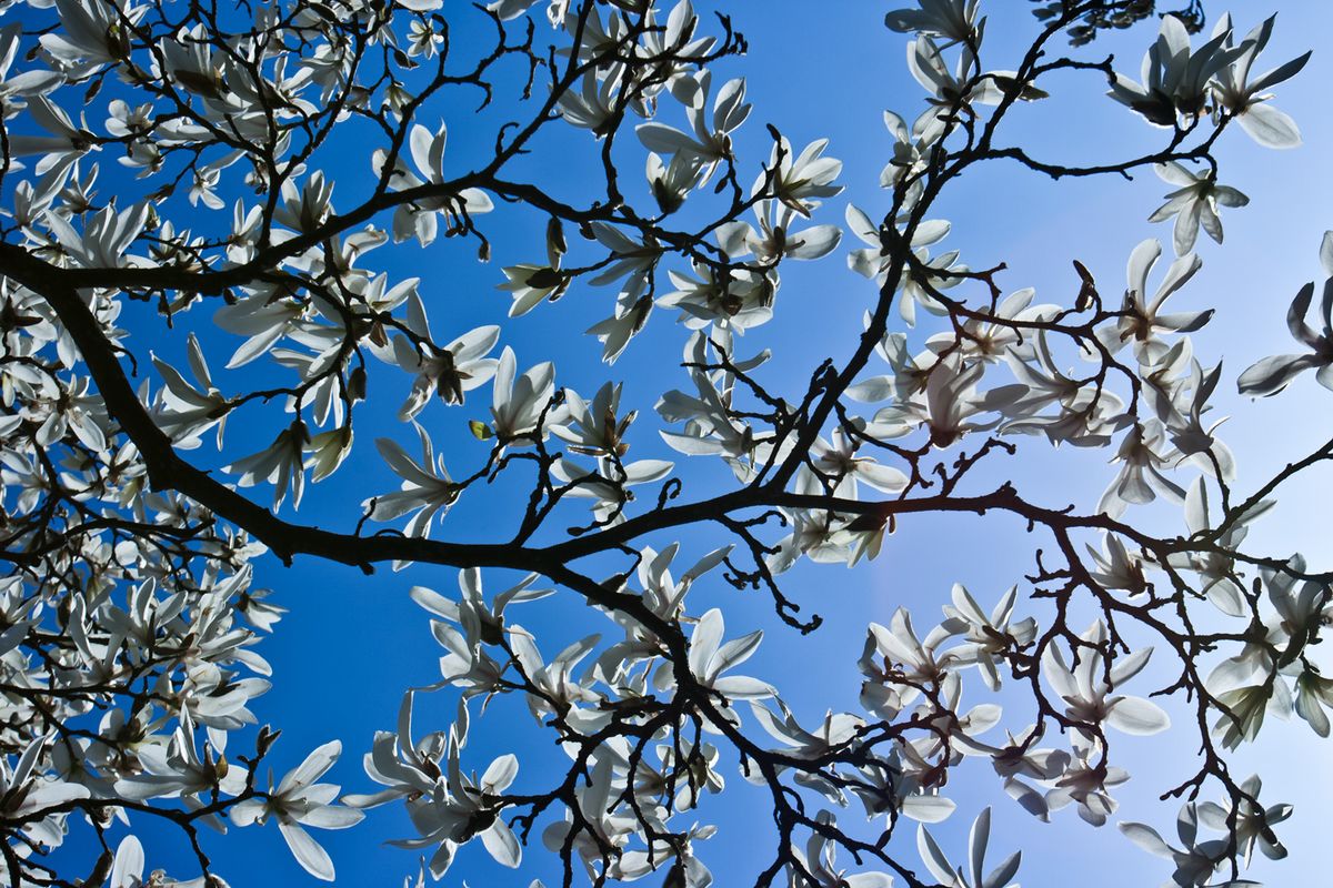 Magnolia af Kirsten Stigsgaard