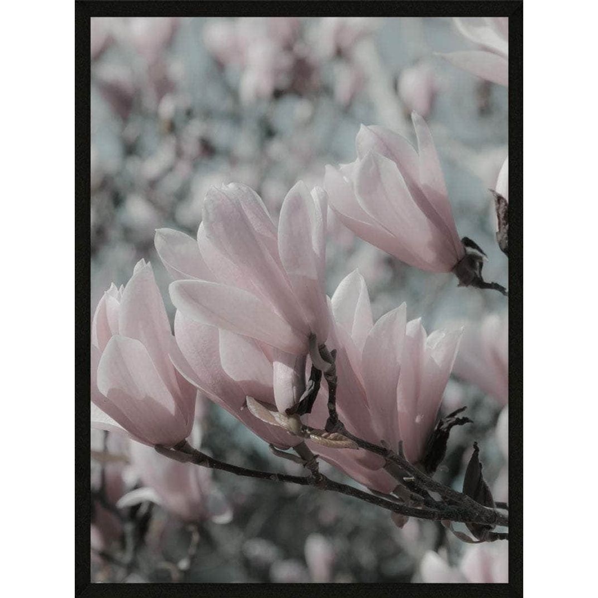 Magnolia plakat