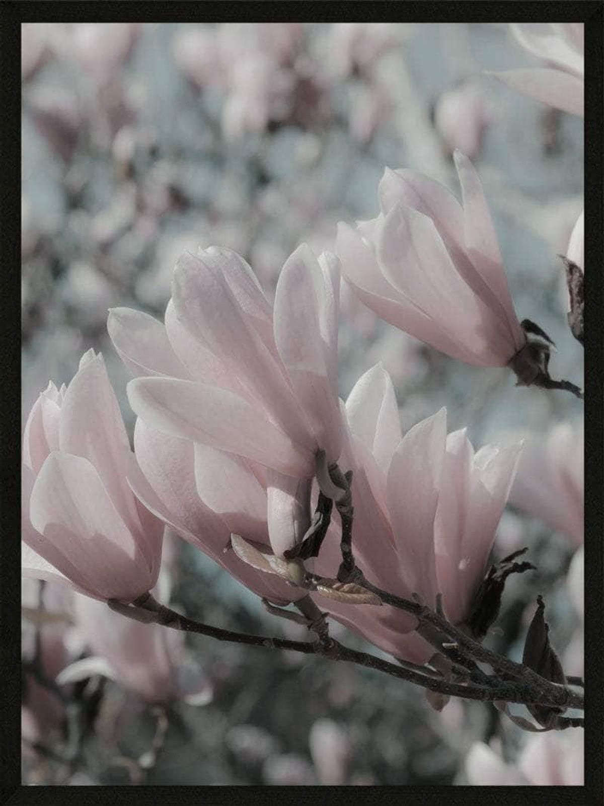 Magnolia plakat