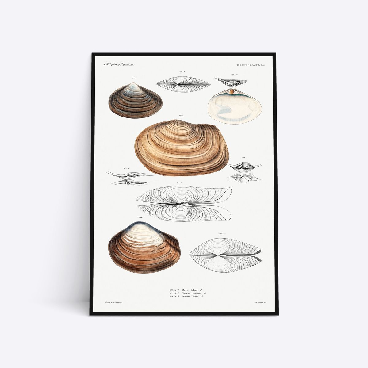 Mollusca - 50x70 cm