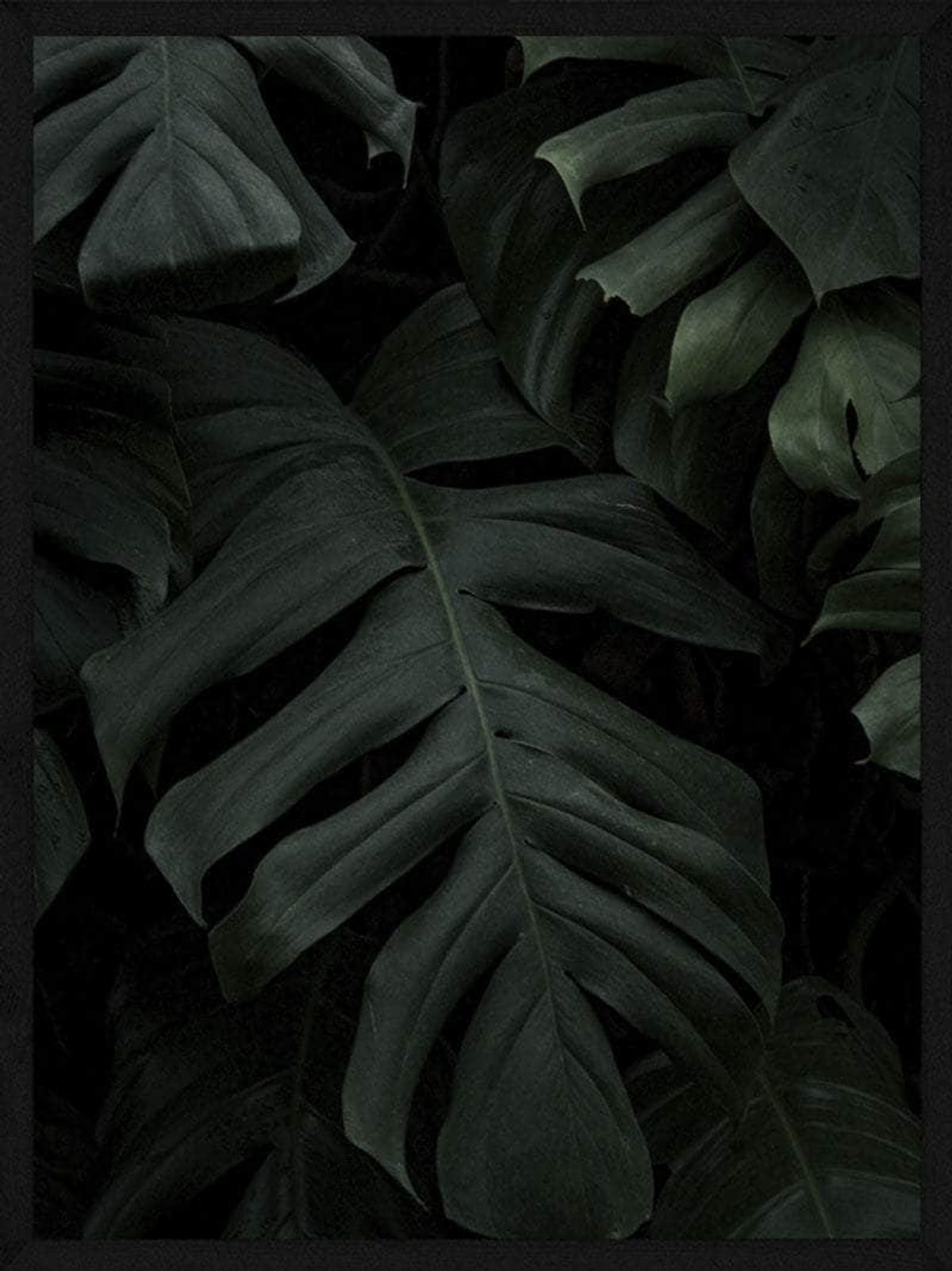 Monstera plakat