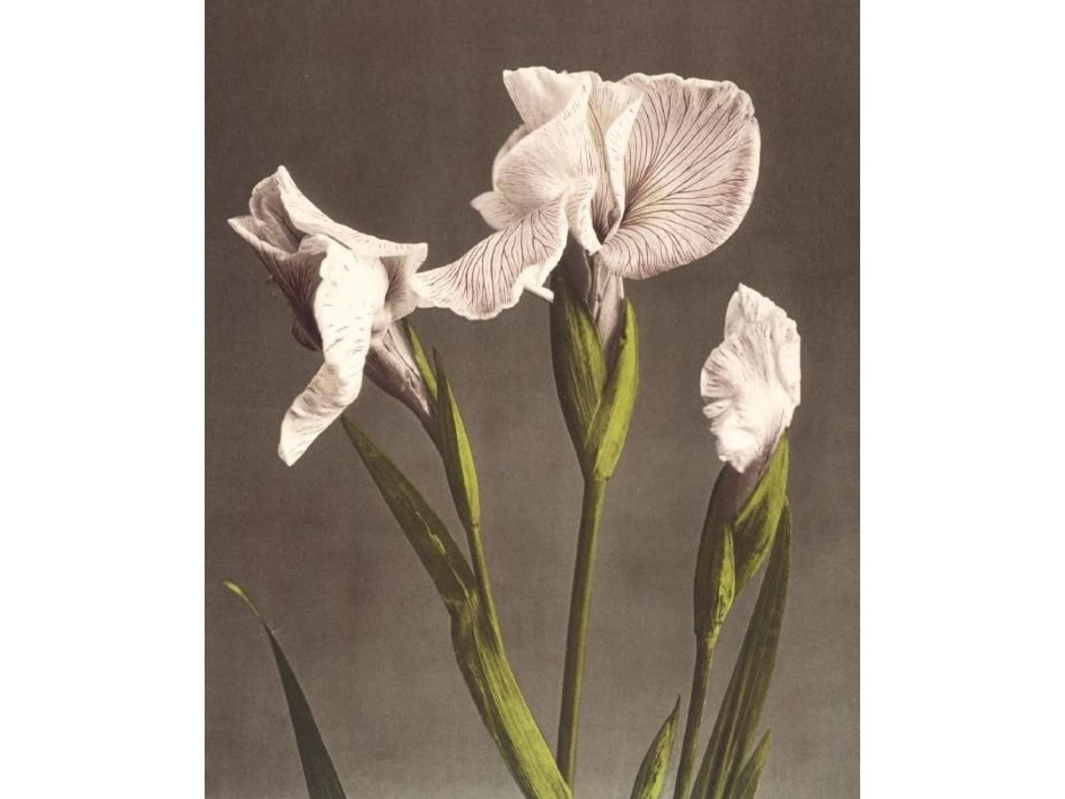 Museums & Galleries Karnet 17X14cm Z Kopert Iris Kaempferi