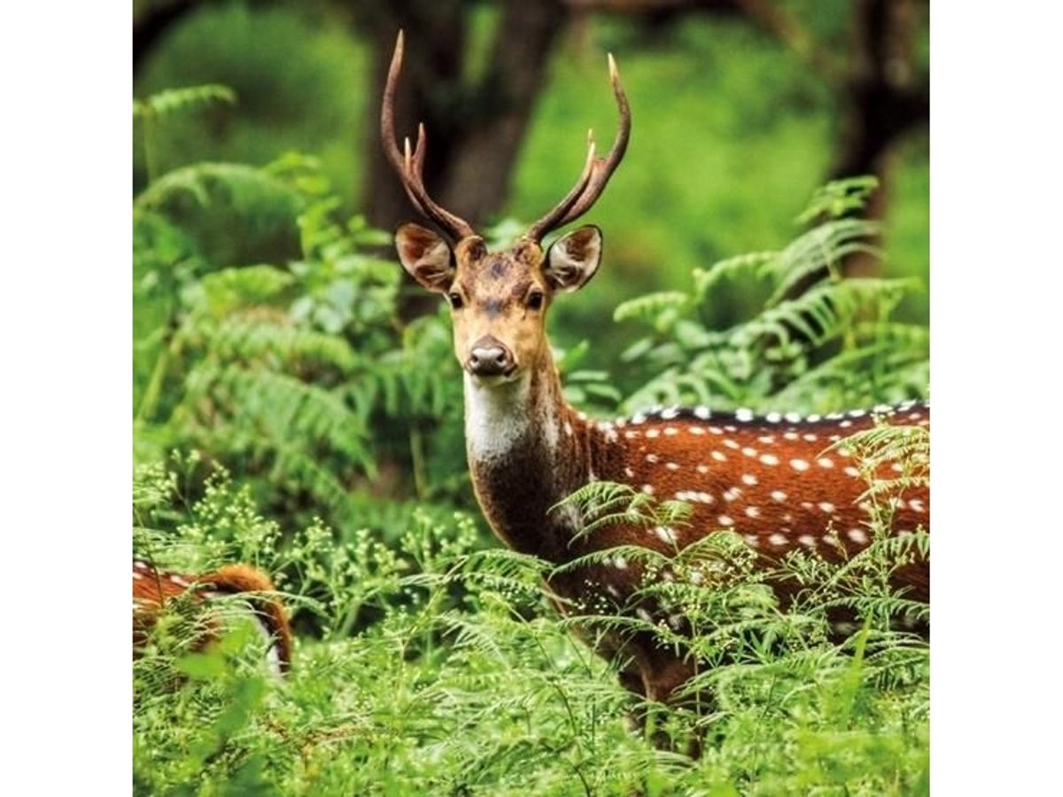 Museums & Galleries Karnet Kwadrat Z Kopert A Chital Deer