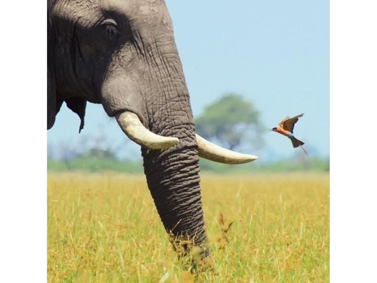 Museums & Galleries Karnet Kwadrat Z Kopert African Bull Elephant