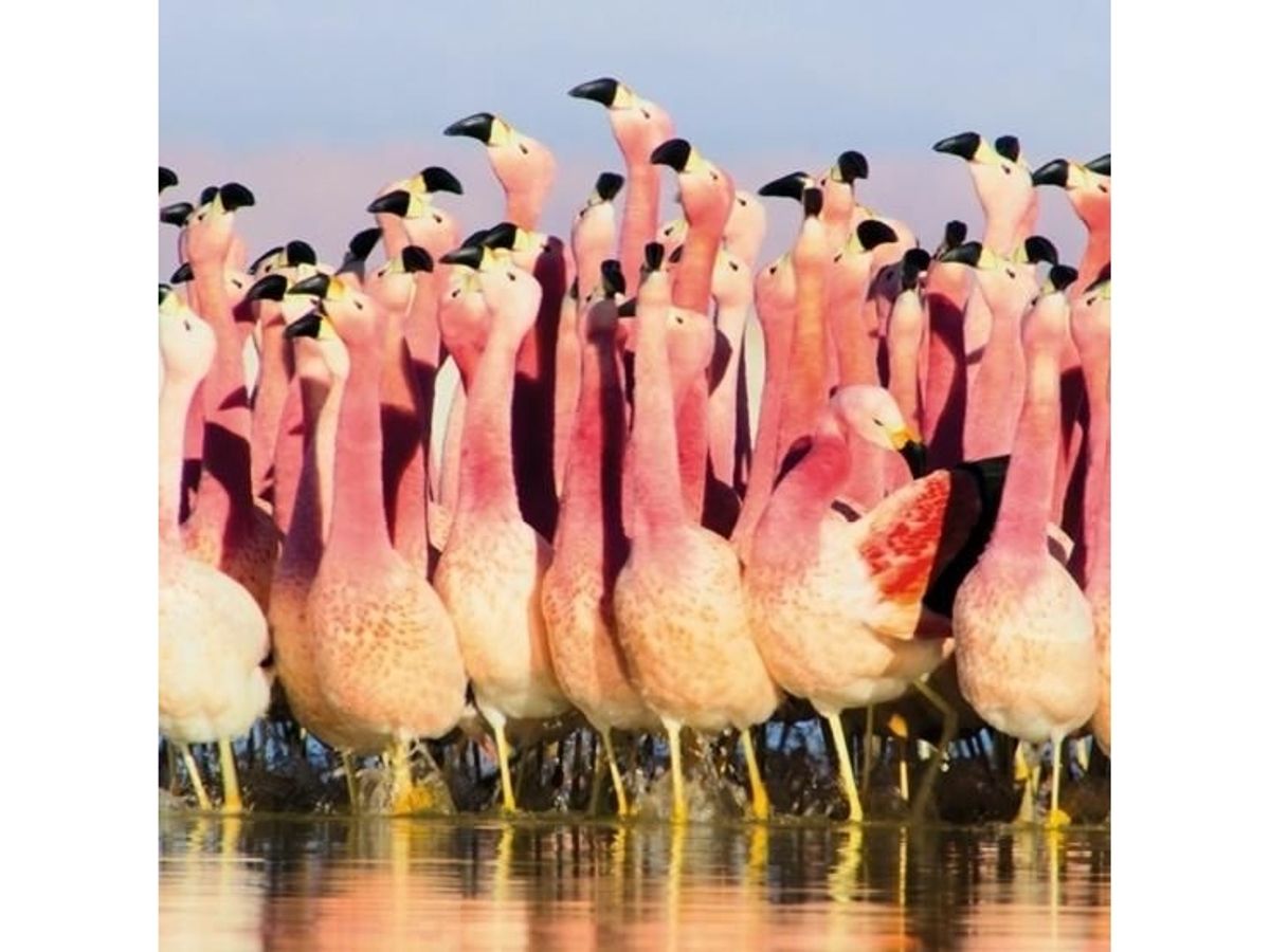 Museums & Galleries Karnet Kwadrat Z Kopert Andean Flamingoes