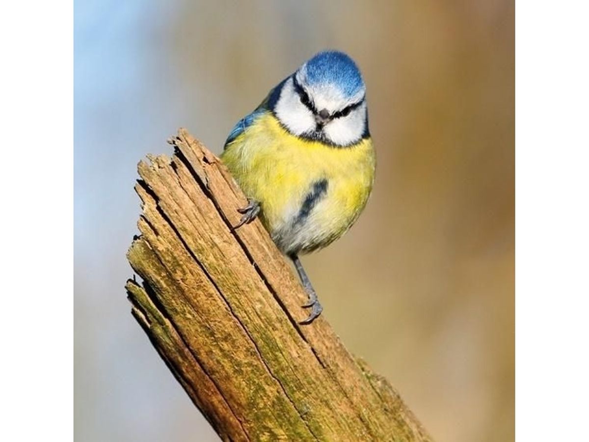 Museums & Galleries Karnet Kwadrat Z Kopert Blue Tit