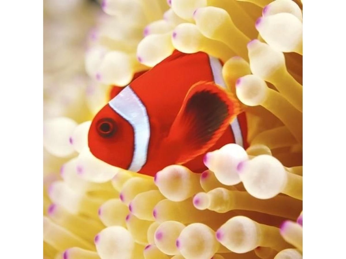 Museums & Galleries Karnet Kwadrat Z Kopert Clownfish In Sea Anemone