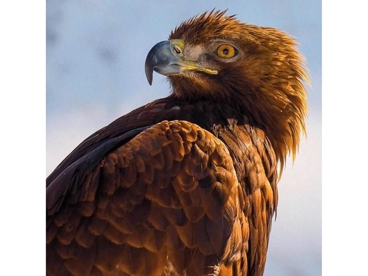 Museums & Galleries Karnet Kwadrat Z Kopert Golden Eagle