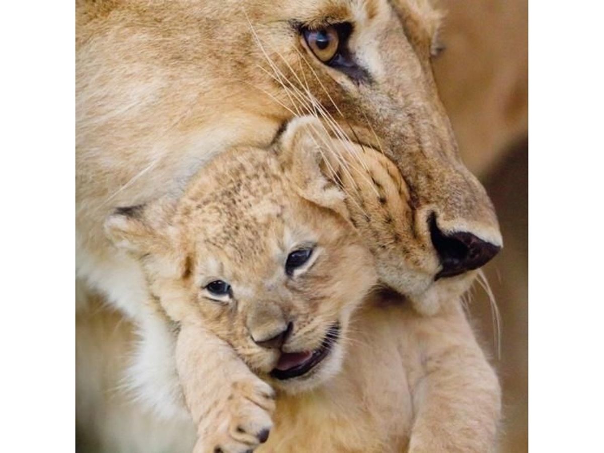 Museums & Galleries Karnet Kwadrat Z Kopert Lioness And Cub