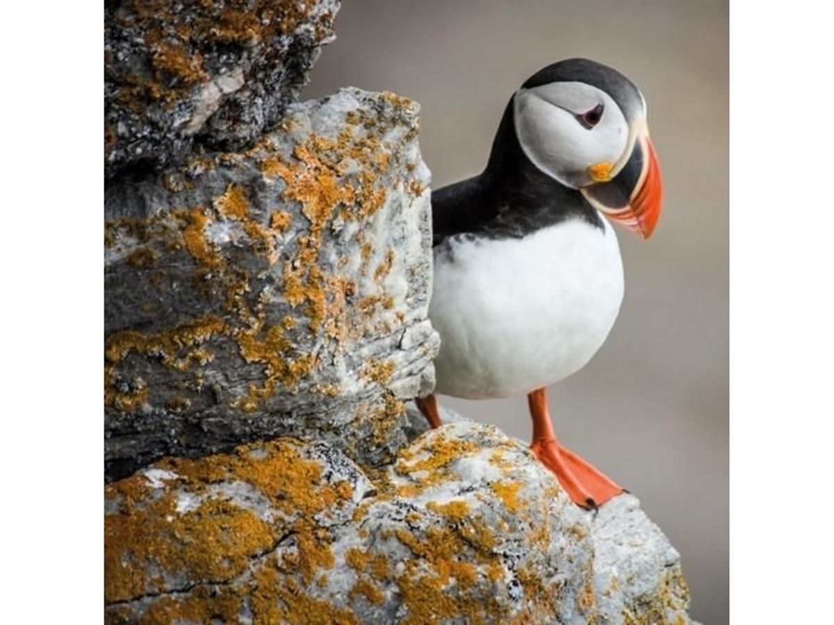 Museums & Galleries Karnet Kwadrat Z Kopert Puffin