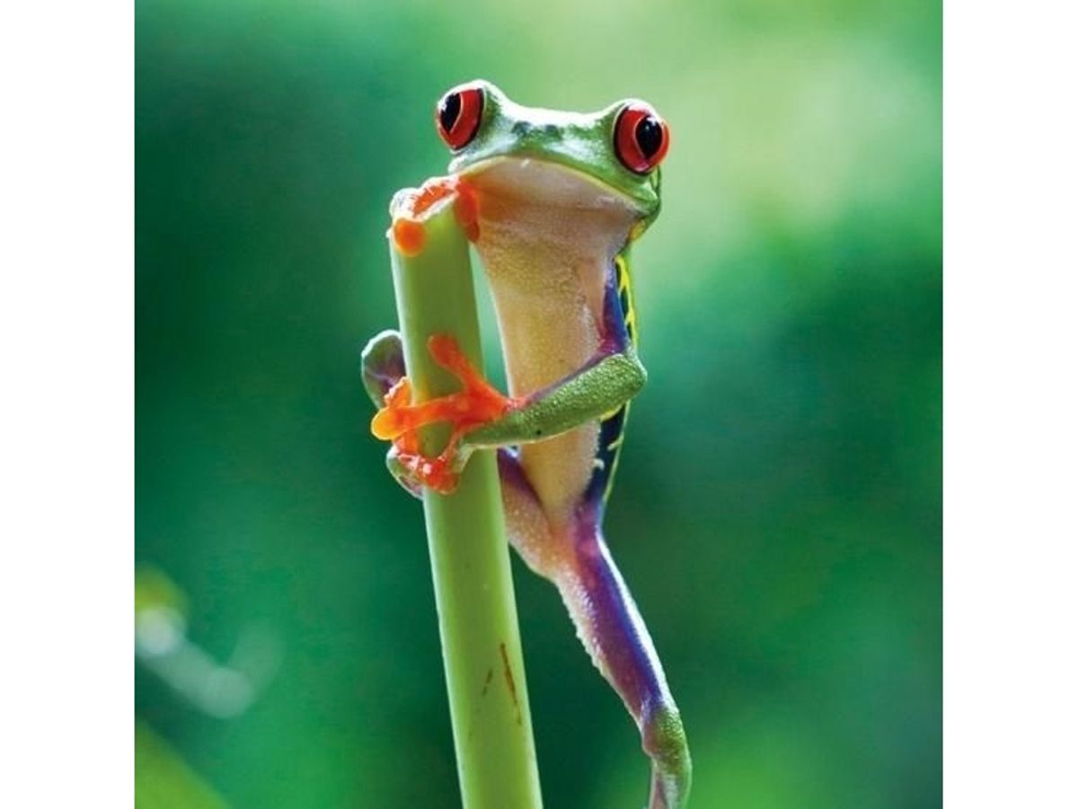 Museums & Galleries Karnet Kwadrat Z Kopert Red Eyed Frog