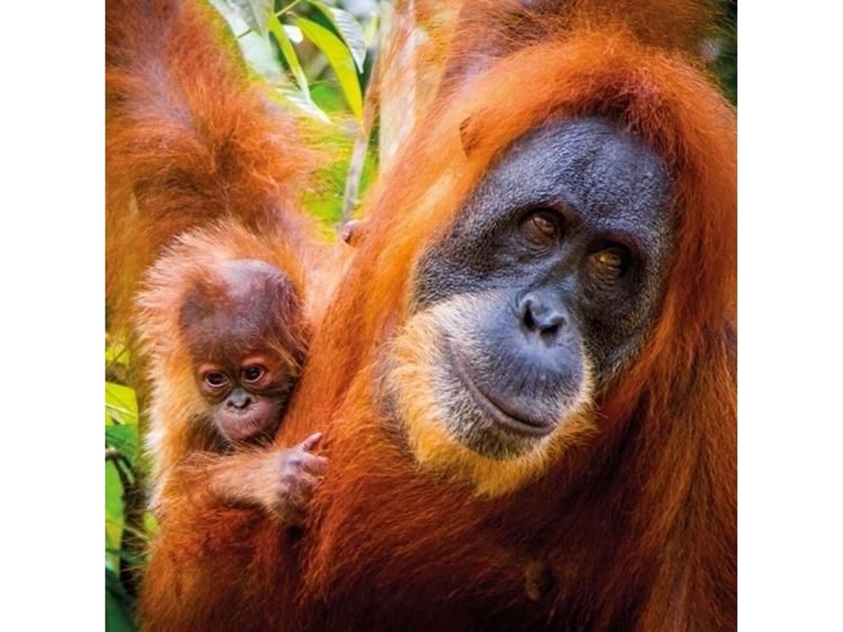 Museums & Galleries Karnet Kwadrat Z Kopert Sumatran Orangutan And Ba