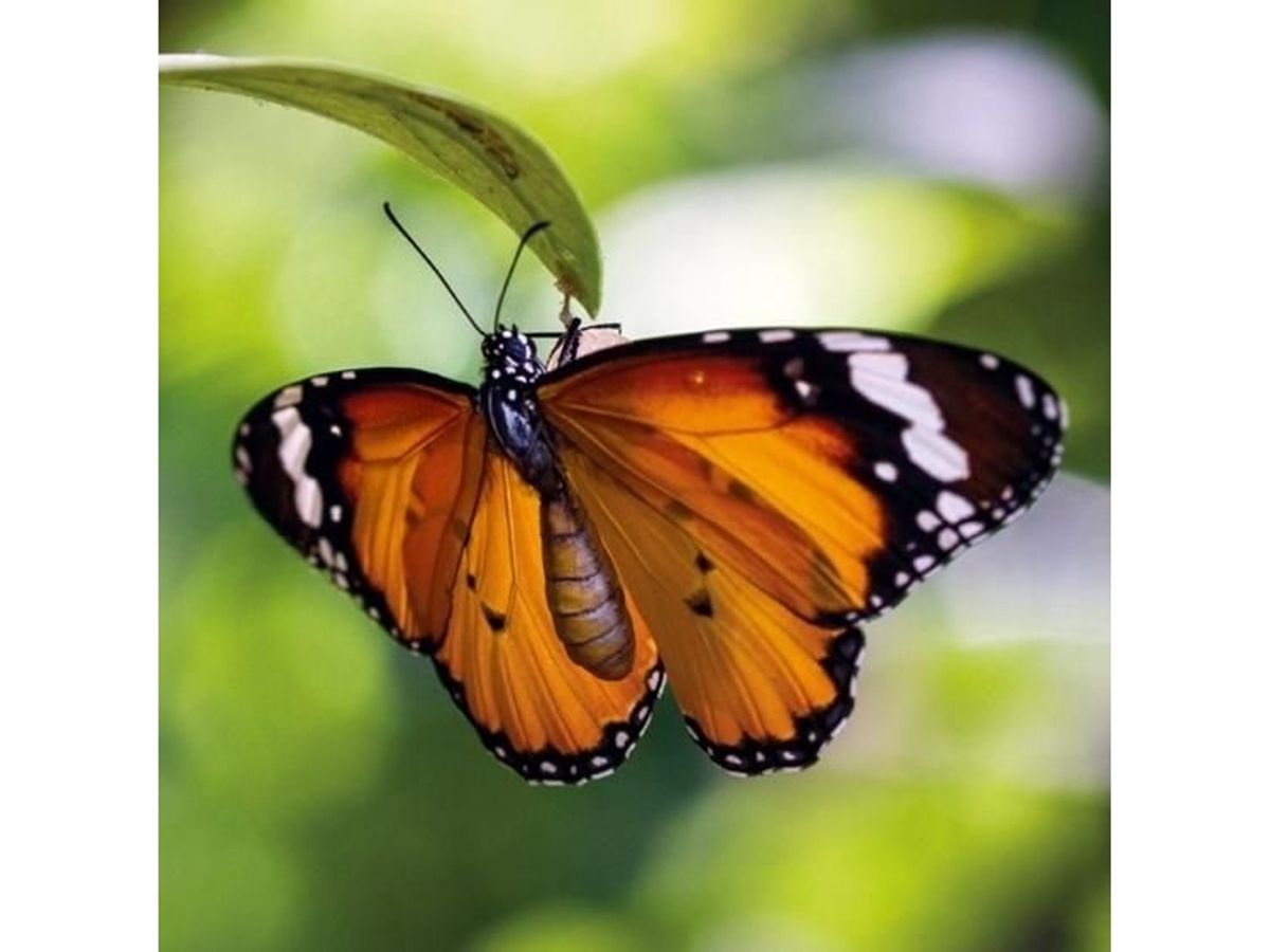 Museums & Galleries Karnet Kwadrat Z Kopert Tiger Butterfly