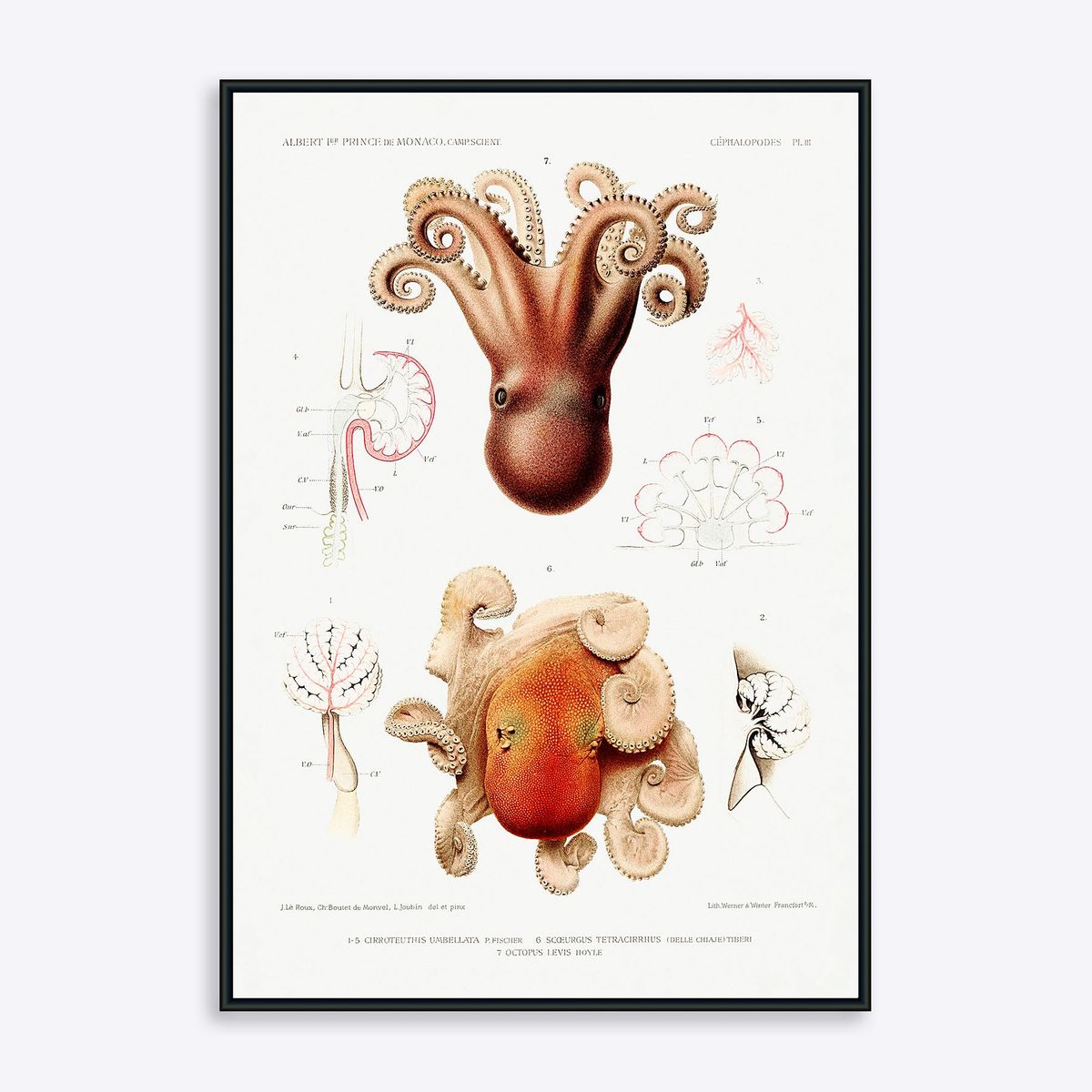 Octopuses - 21x30 cm