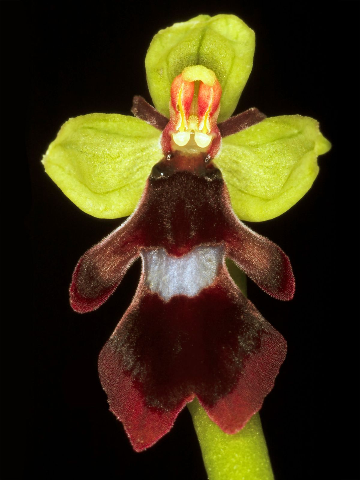 Ophrys Insectifera af Pauline Snoeijs