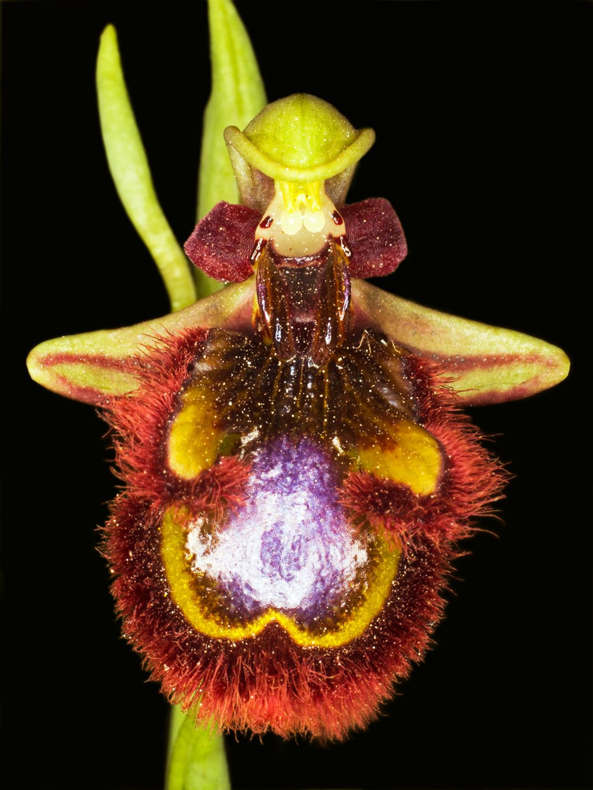 Ophrys Speculum af Pauline Snoeijs