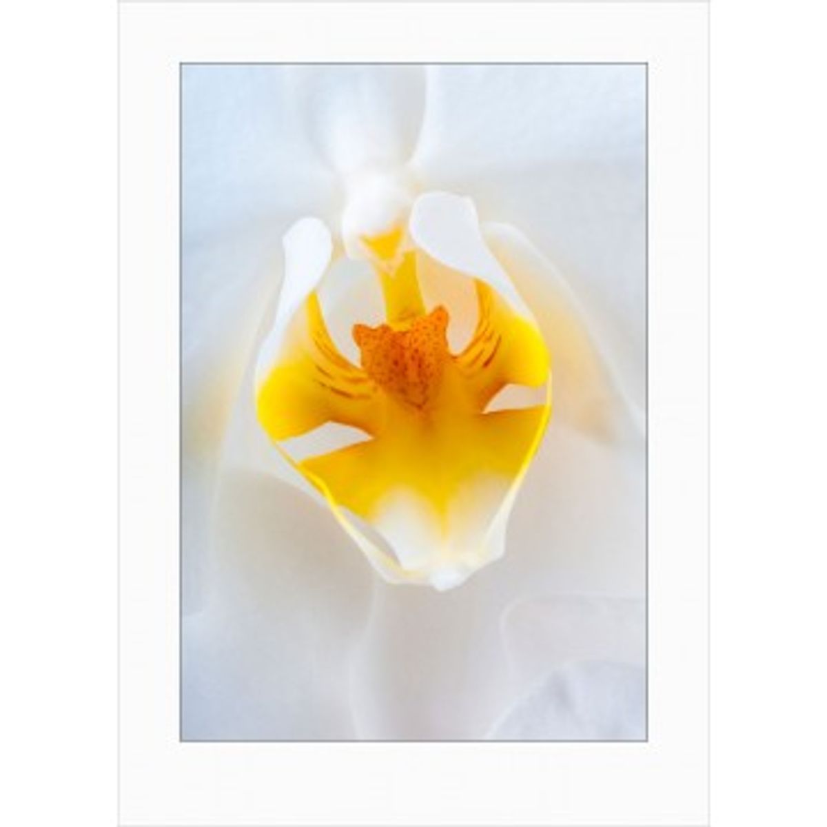 Orchids art print - 7078 - Orkide Art Prints i farver - GodKarmaShop