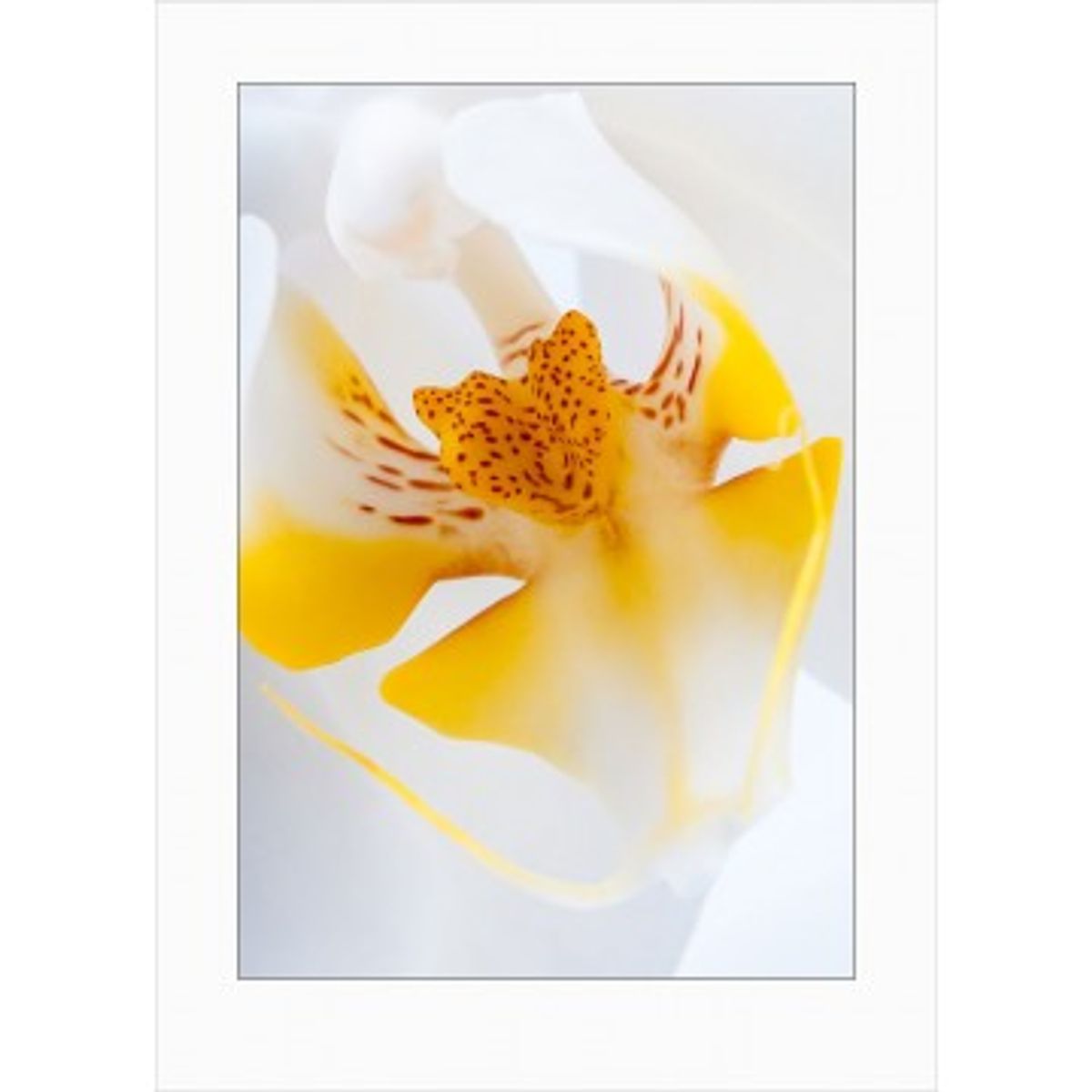 Orchids art print - 7080 - Orkide Art Prints i farver - GodKarmaShop